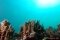Grandcourt, E. / EAD