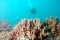 Grandcourt, E. / EAD