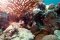 Grandcourt, E. / EAD