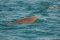 © Dr. Himansu Das - Environment Agency-Abu Dhabi