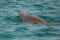 © Dr. Himansu Das - Environment Agency-Abu Dhabi