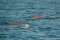 © Dr. Himansu Das - Environment Agency-Abu Dhabi
