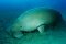 Bu Tinah Island - Dugong.