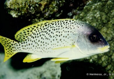 Blackspotted rubberlip - Bu Tinah marine life