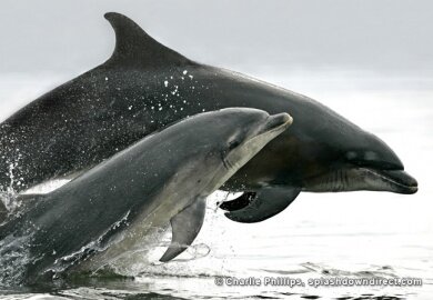 © Charlie Phillips - SplashdownDirect.com