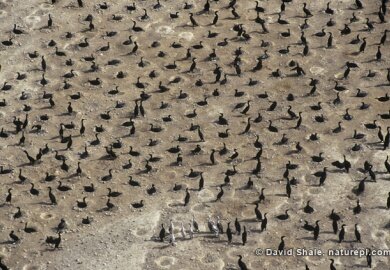 © David Shale - naturepl.com