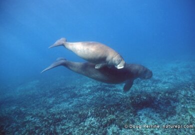 © Doug Perrine - naturepl.com