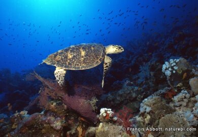 © Francis Abbott - naturepl.com