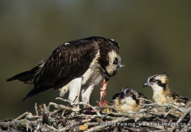 © Fritz Polking - www.flpa-images.co.uk