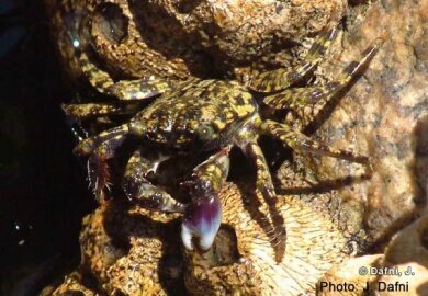 Bu Tinah Island - Shore Crab